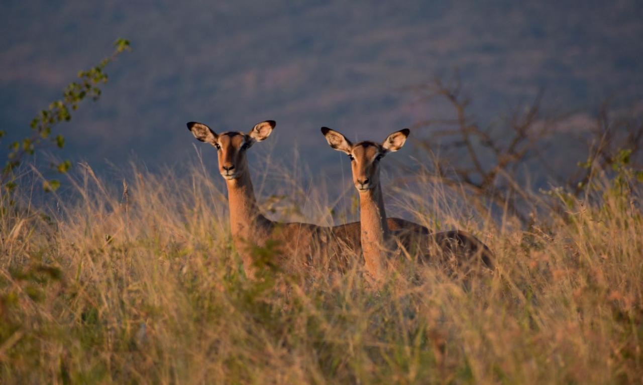 African Spirit Game Lodge 음쿠제 외부 사진